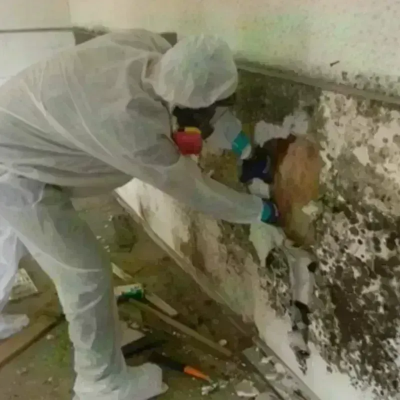 Mold Remediation and Removal in Bon Air, VA